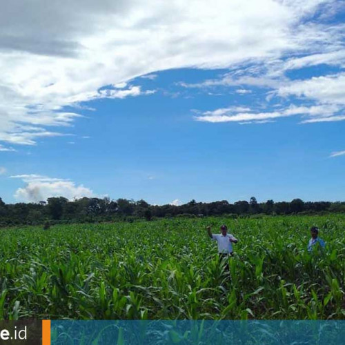 Pertanian Jadi Andalan Berau Putar Roda Perekonomian, Produksi Jagung Terbanyak di Kaltim