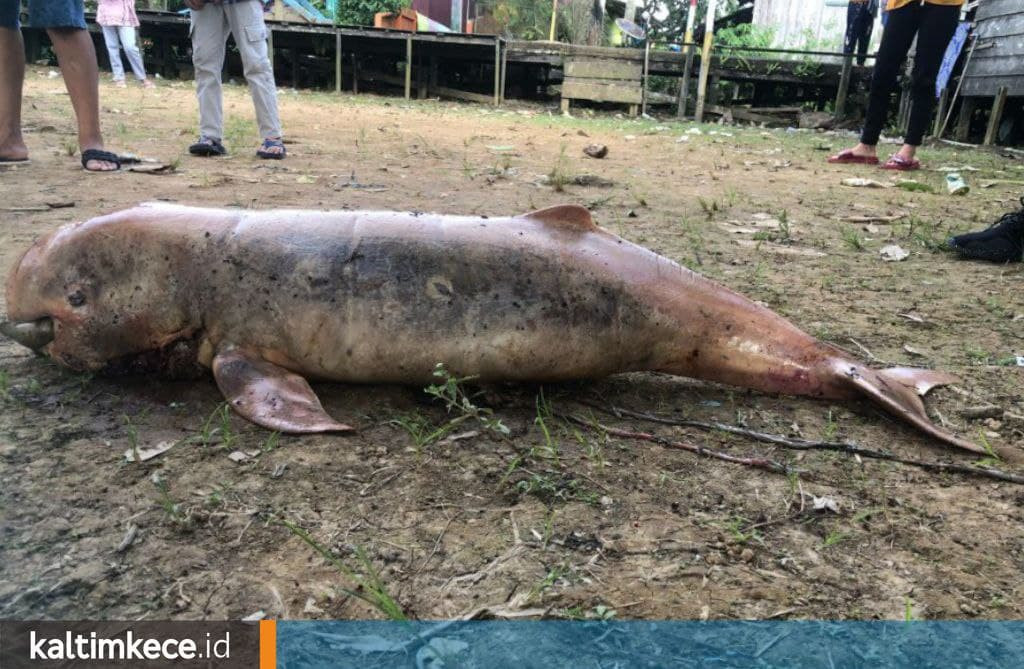 Pesut Mahakam Berusia Satu Bulan Mati di Perairan Kukar dan Habitatnya yang Kian Mengkhawatirkan