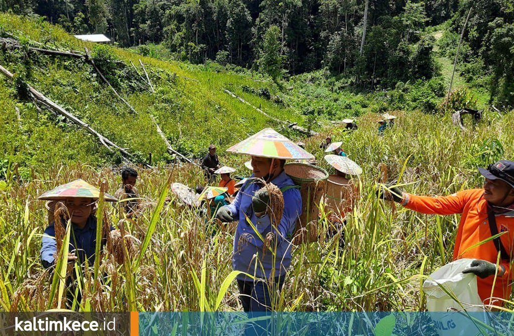 Kejar Kemandirian Pangan, Pemkab Mahulu Siapkan Bantuan Tanam Rp Dua Juta per Hektare Bagi Petani Penggarap