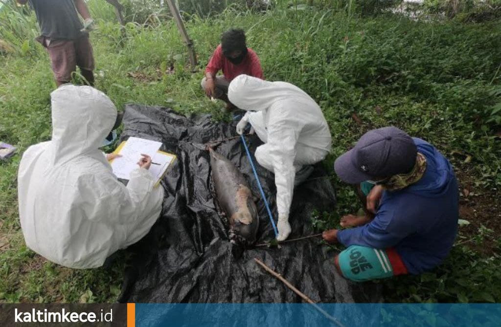 Bayi Pesut Mahakam Kembali Ditemukan Mati di Kukar, Sudah Keenam Kalinya dalam Setahun