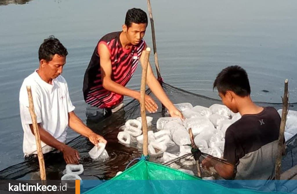 Mengenal Udang Vannamei, Permintaan Ekspornya Sangat Tinggi, Kukar Siapkan 12 Ribu Hektare Tambak