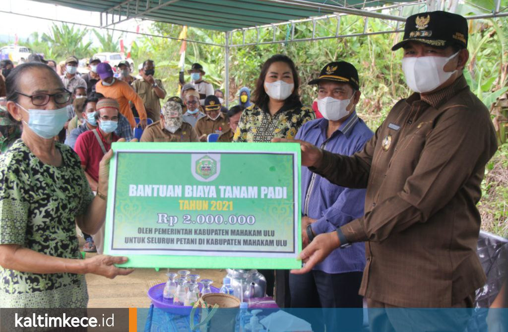 Stimulus Petani di Kala Pandemi, Bupati Mahulu Luncurkan Program Bantuan Biaya Tanam Rp Dua Juta Per Hektare