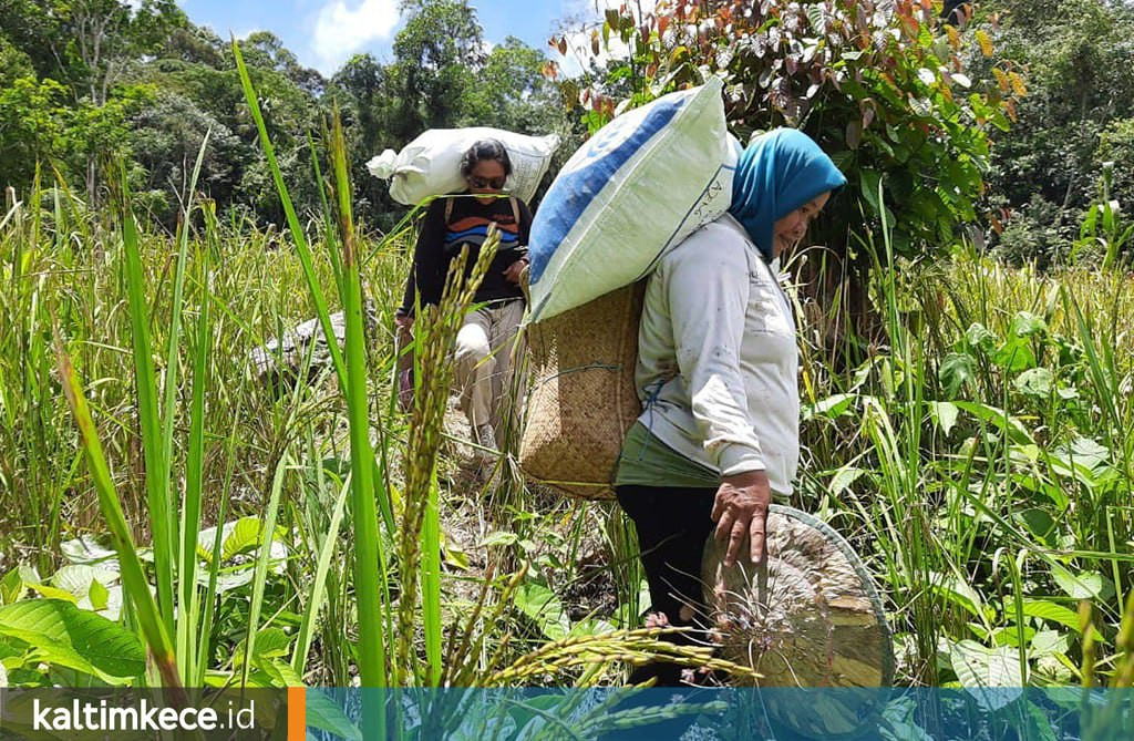 Efek Domino Kemandirian Pangan Mahulu, Uang Berputar di Kampung, Lapangan Kerja Terbuka Masyarakat Sejahtera