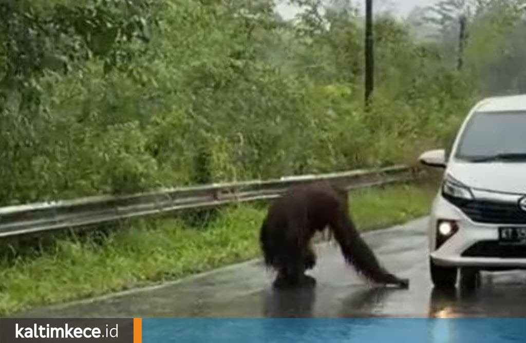 Di Balik Rekaman Viral Orangutan Nyaris Tertabrak Mobil di Kutai Timur, Satwa Langka yang Kian Merana
