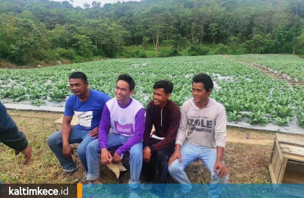 Kisah Petani Muda Tenggarong, Pernah Dikeluarkan dari Sekolah Kini Sekali Panen Rp 60 Juta