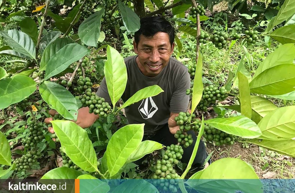 Nikmatnya Secangkir Kopi Luwak di Prangat Baru, Kukar, yang Biji Kopinya Bisa Rp 6 Juta Per Kilogram