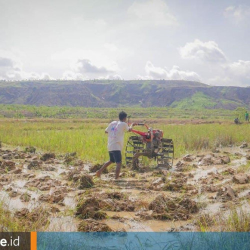Menengok Lubang Bekas Tambang yang Disulap Menjadi Sawah di Desa Batuah, Kutai Kartanegara