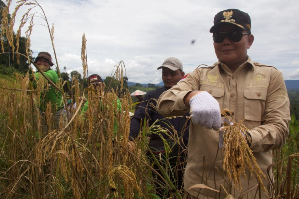 Bupati Mahulu Beberkan Kunci Keberhasilan Pertanian Padi di Ladang Menetap