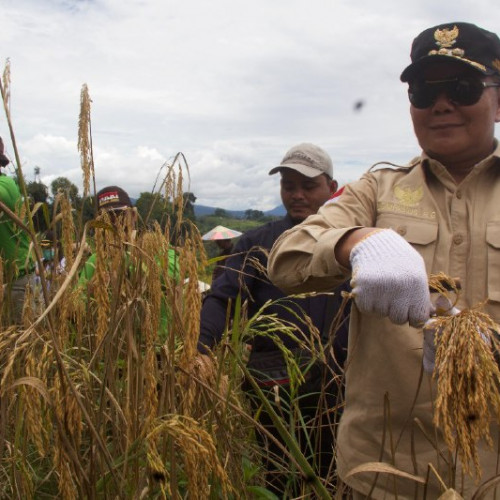 Bupati Mahulu Beberkan Kunci Keberhasilan Pertanian Padi di Ladang Menetap