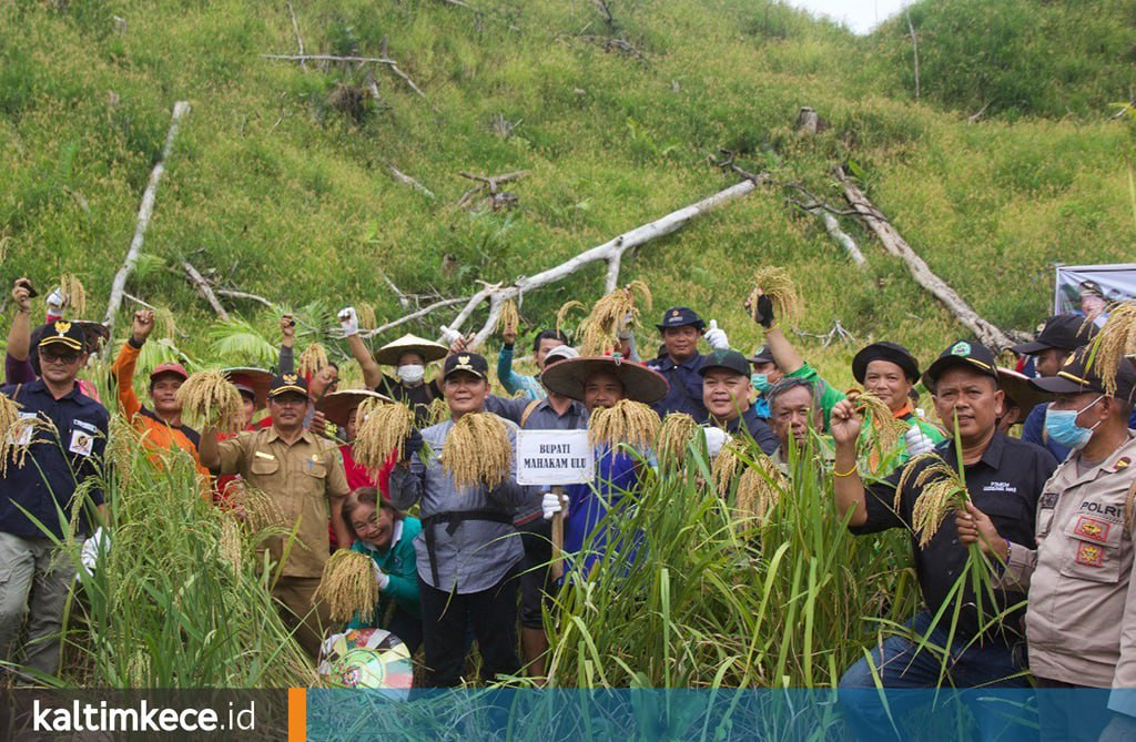 Makna Penting Perladangan Padi Menetap di Jantung Kalimantan