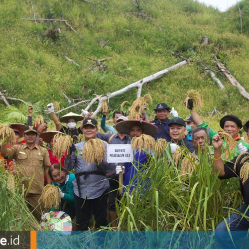 Makna Penting Perladangan Padi Menetap di Jantung Kalimantan