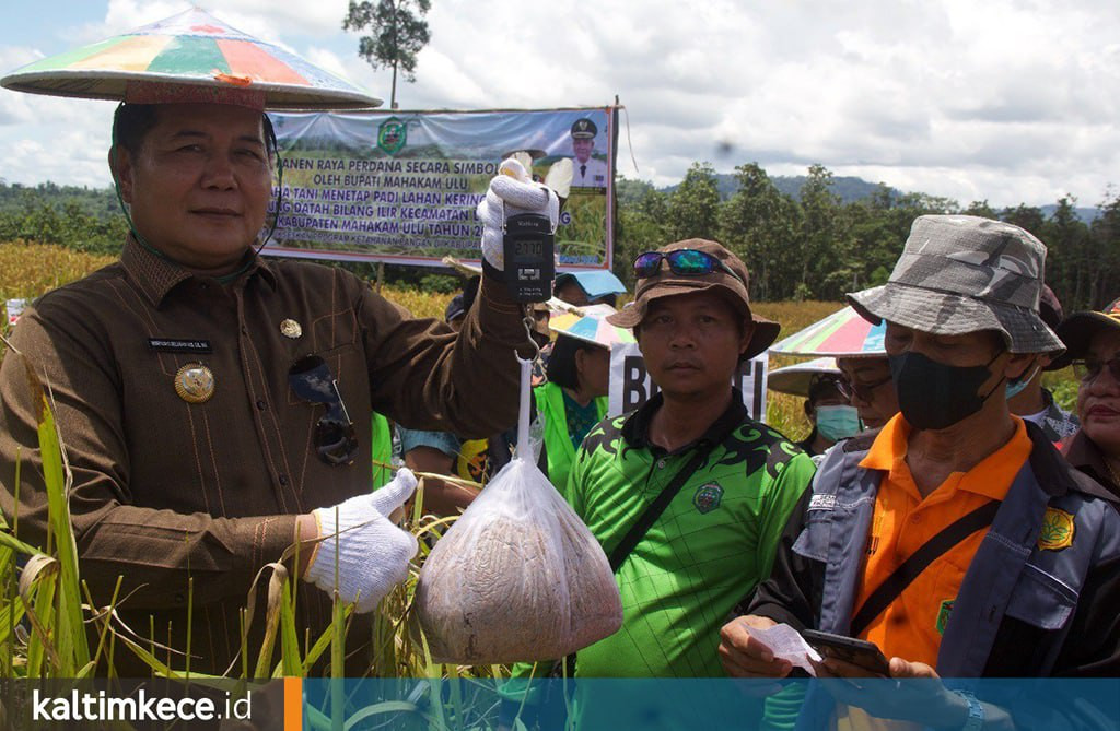 Panen Padi Gunung Berlimpah di Datah Bilang Ilir, Bupati Ajak Petani Keluar Dari Kelaparan dan Kemiskinan