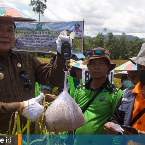 Panen Padi Gunung Berlimpah di Datah Bilang Ilir, Bupati Ajak Petani Keluar Dari Kelaparan dan Kemiskinan