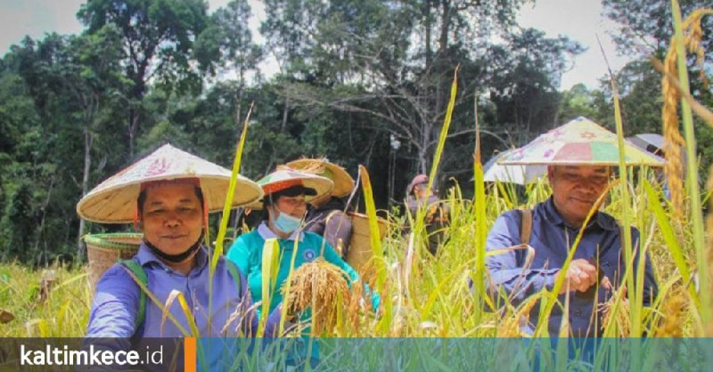 Membangunkan Lahan Tidur Untuk Pertanian, Izin Perusahaan tak Produktif Akan Dievaluasi