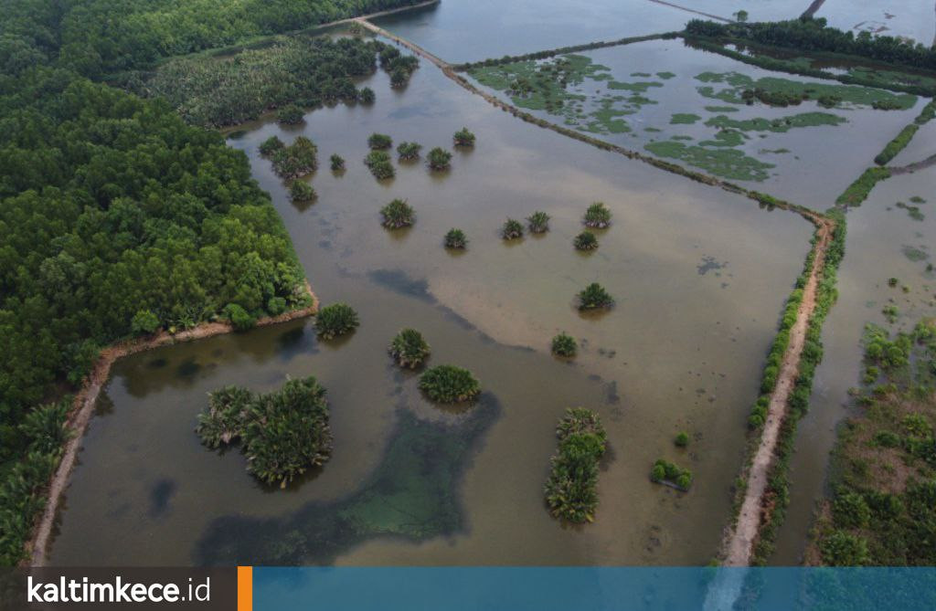 Mengapa Mangrove Begitu Dihargai di Delta Mahakam, Ikan-Udang Berlimpah, Kaltim Terjaga dari Bencana